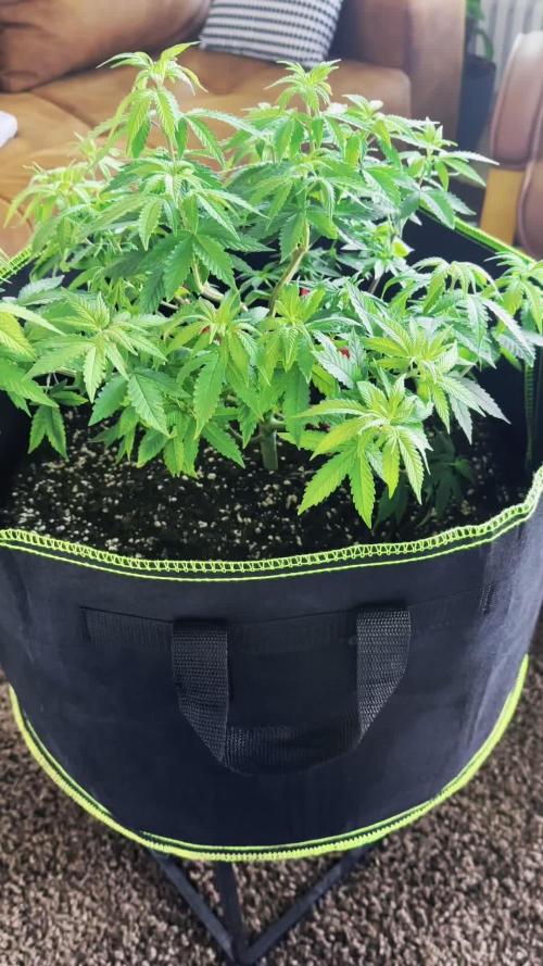 Mandarine Jam (Sensi Seeds)