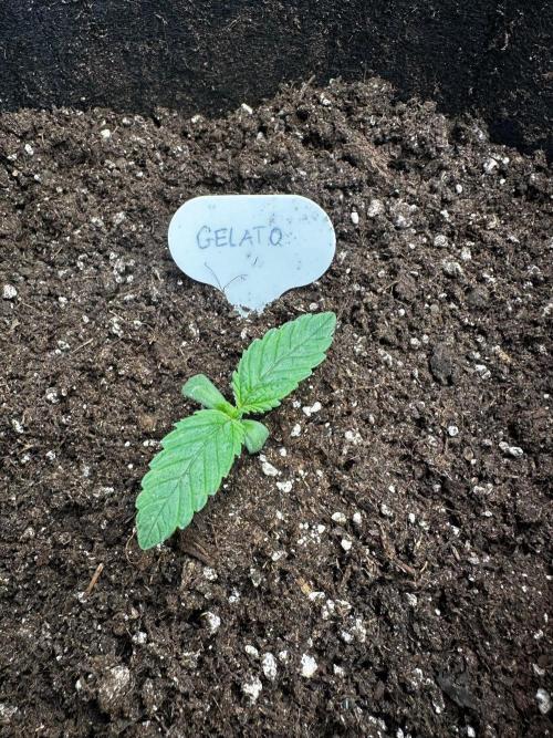 60cm x 60cm - Dessert Grow. Week 1