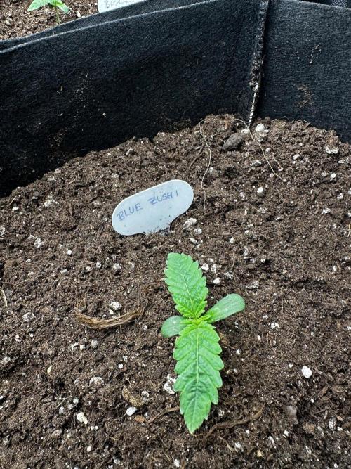 60cm x 60cm - Dessert Grow. Week 1