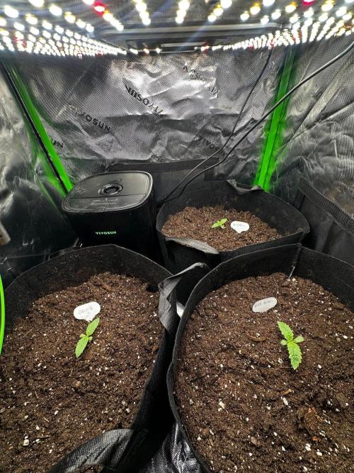 60cm x 60cm - Dessert Grow. Week 1