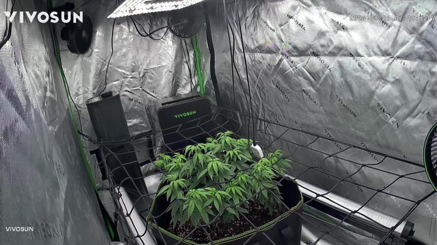 Mandarine Jam (Sensi Seeds). Week 7