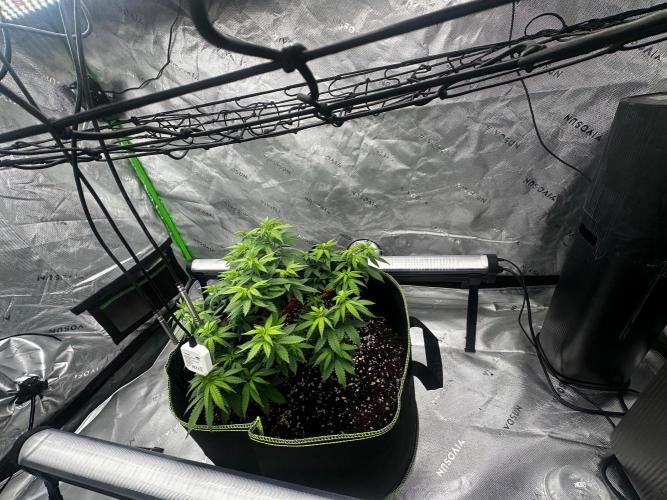 Mandarine Jam (Sensi Seeds). Week 7