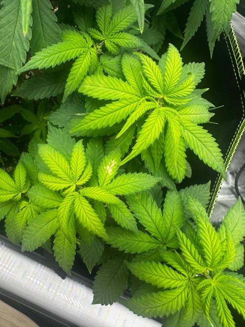 Mandarine Jam (Sensi Seeds). Week 7