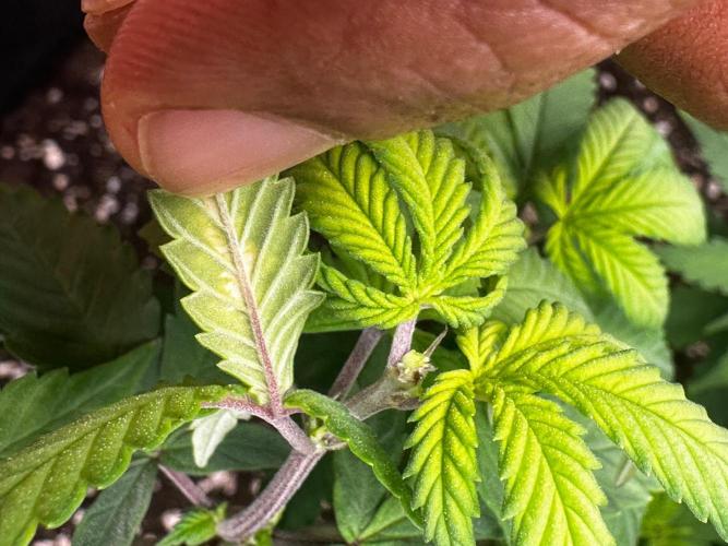 Mandarine Jam (Sensi Seeds). Week 7