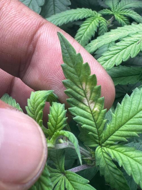 Mandarine Jam (Sensi Seeds). Week 7