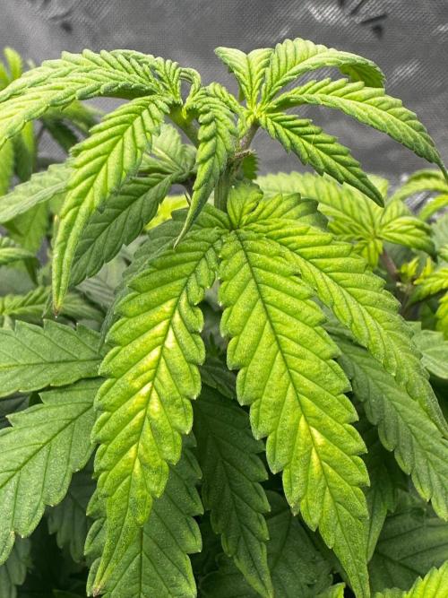 Mandarine Jam (Sensi Seeds). Week 7