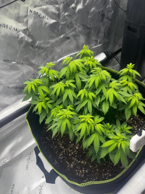 Mandarine Jam (Sensi Seeds). Week 7