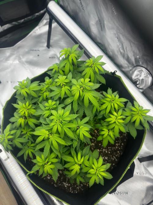 Mandarine Jam (Sensi Seeds). Week 7