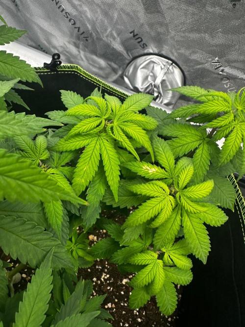 Mandarine Jam (Sensi Seeds). Week 7