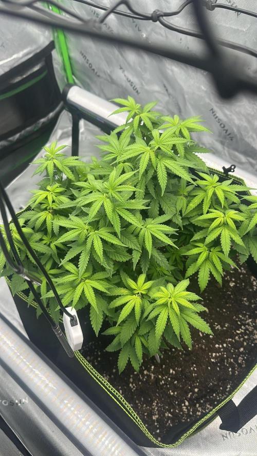 Mandarine Jam (Sensi Seeds). Week 7