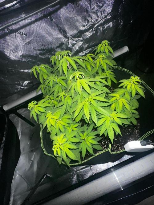 Mandarine Jam (Sensi Seeds). Week 7