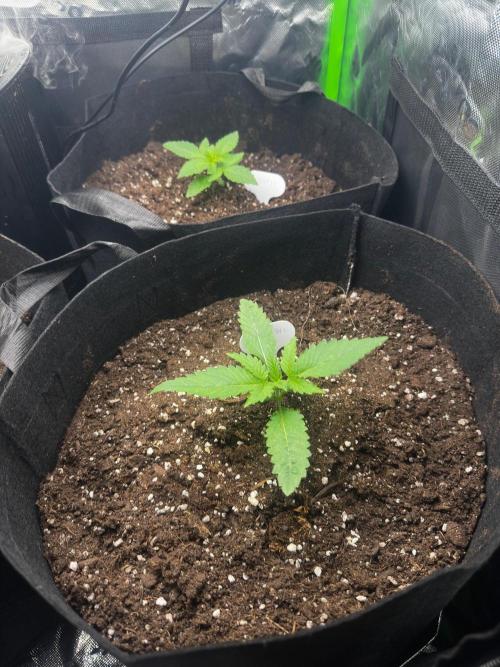 60cm x 60cm - Dessert Grow. Week 2