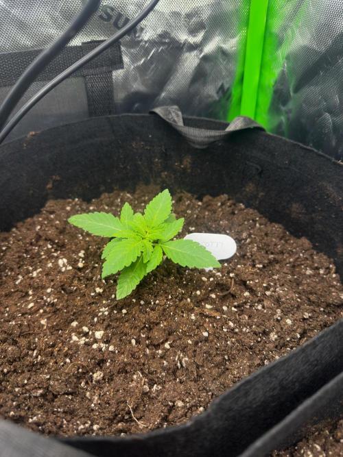 60cm x 60cm - Dessert Grow. Week 2