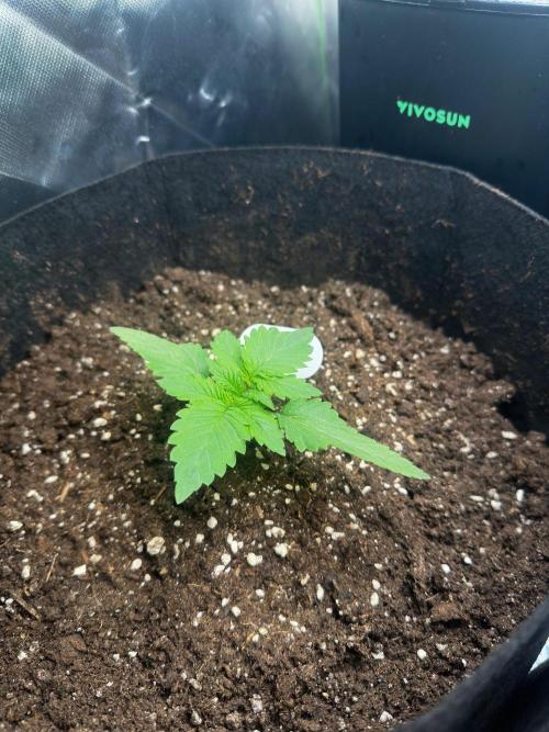 60cm x 60cm - Dessert Grow. Week 2