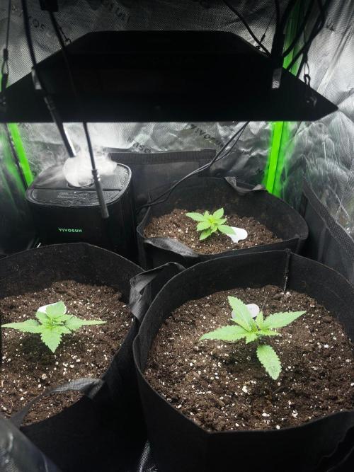 60cm x 60cm - Dessert Grow. Week 2