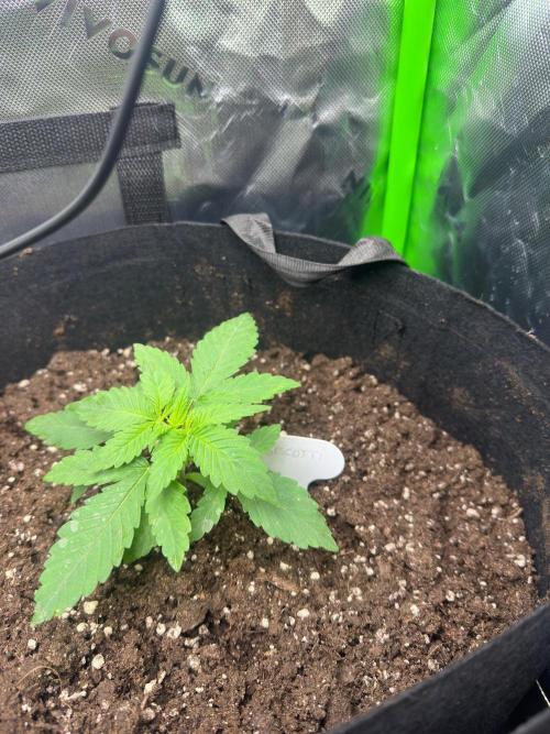 60cm x 60cm - Dessert Grow. Week 2