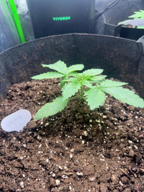 60cm x 60cm - Dessert Grow. Week 2