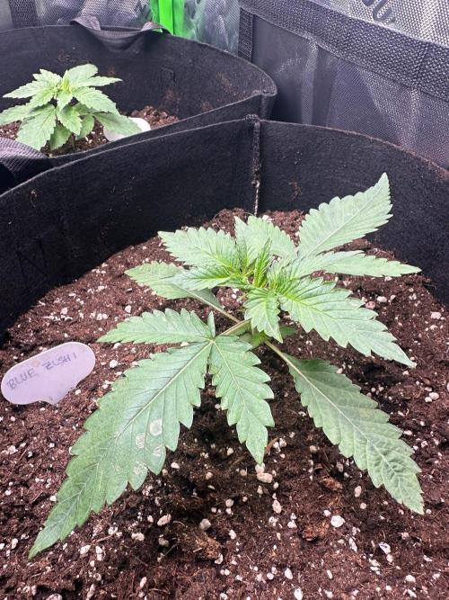 60cm x 60cm - Dessert Grow. Week 2