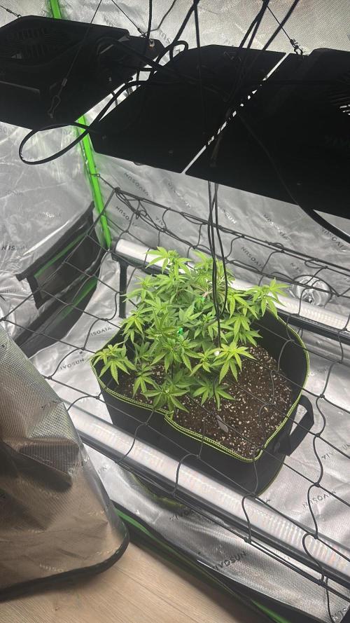 Mandarine Jam (Sensi Seeds). Week 8