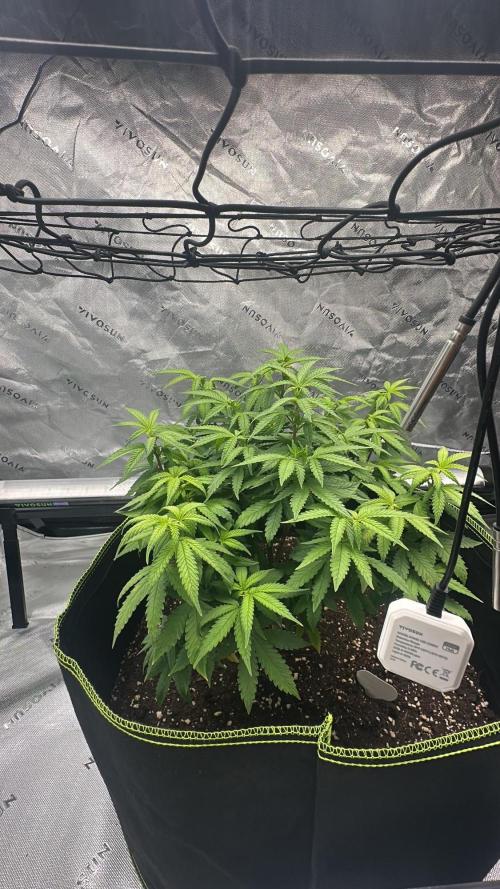 Mandarine Jam (Sensi Seeds). Week 8