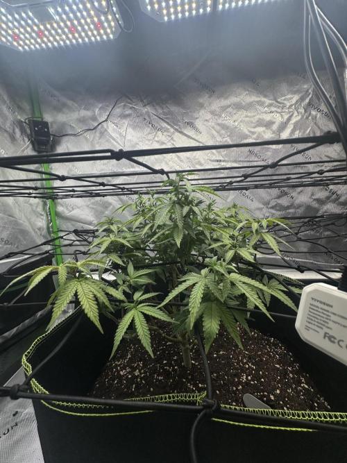 Mandarine Jam (Sensi Seeds). Week 9