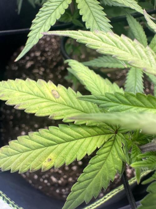 Mandarine Jam (Sensi Seeds). Week 9