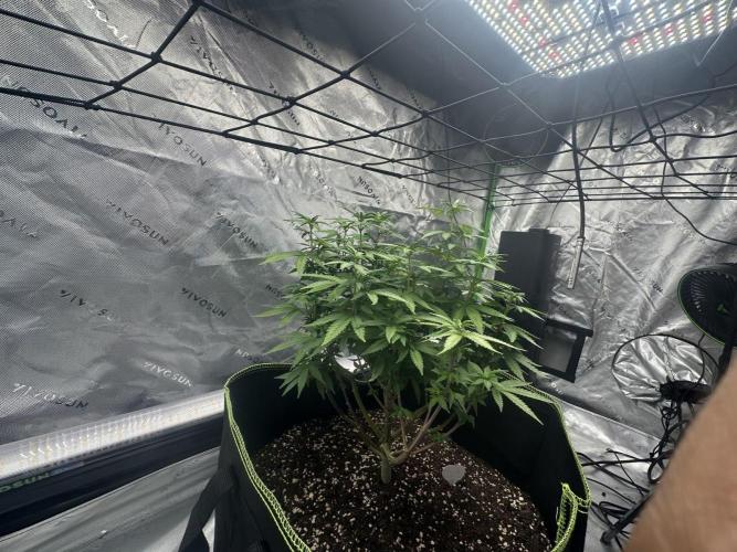 Mandarine Jam (Sensi Seeds). Week 10