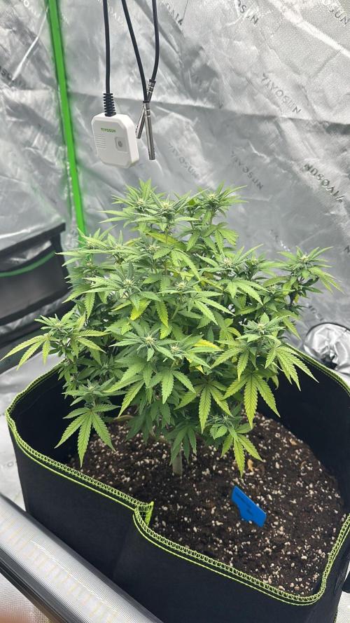 Mandarine Jam (Sensi Seeds). Week 11