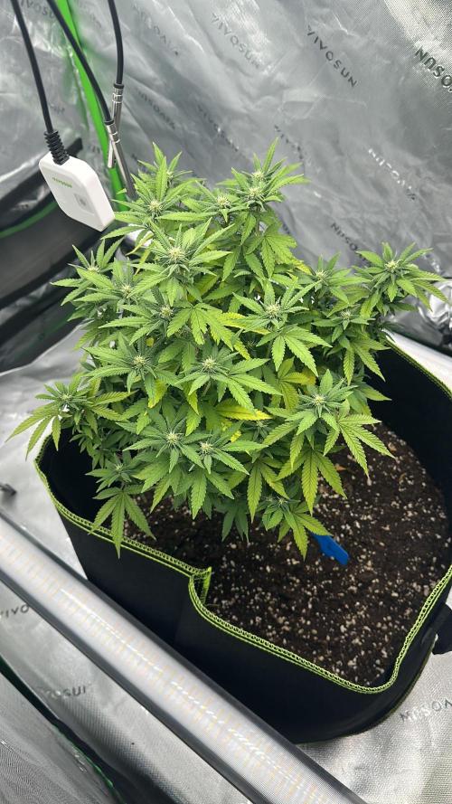 Mandarine Jam (Sensi Seeds). Week 11