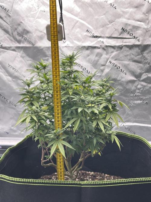 Mandarine Jam (Sensi Seeds). Week 11