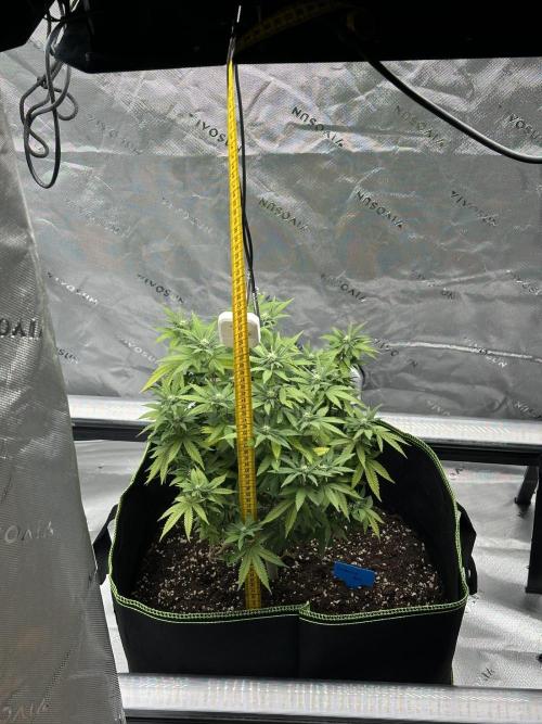 Mandarine Jam (Sensi Seeds). Week 11