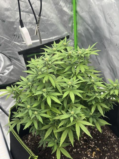 Mandarine Jam (Sensi Seeds). Week 11
