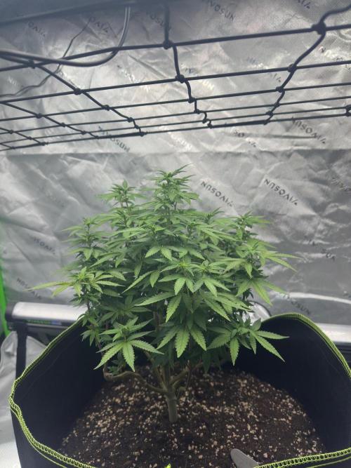 Mandarine Jam (Sensi Seeds). Week 10