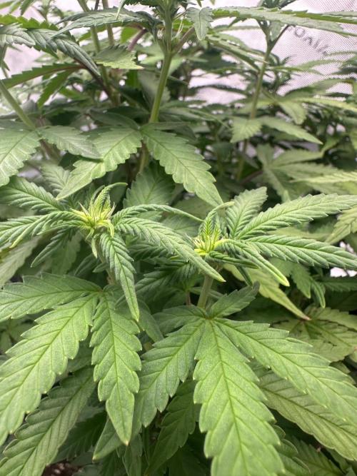 Mandarine Jam (Sensi Seeds). Week 10
