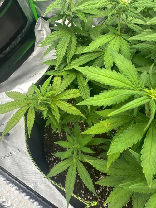 Mandarine Jam (Sensi Seeds). Week 10