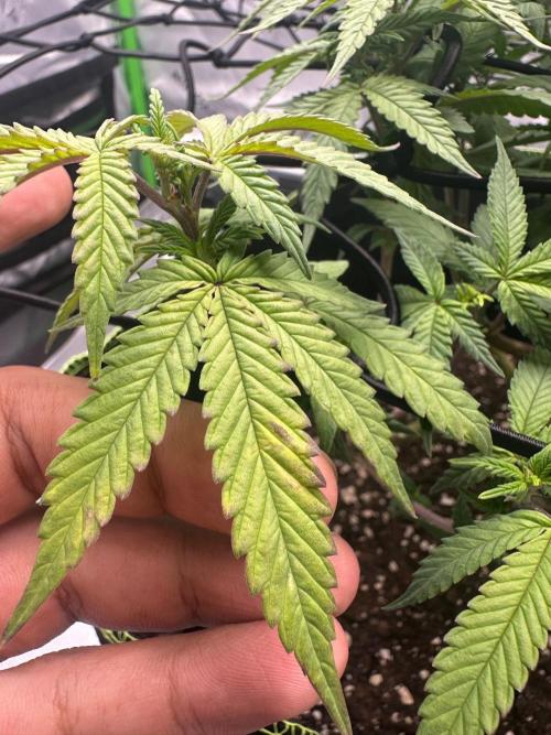 Mandarine Jam (Sensi Seeds). Week 9