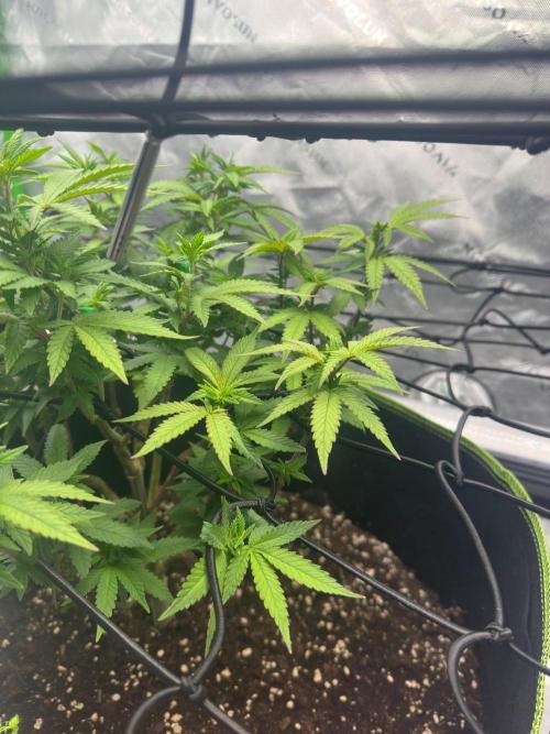 Mandarine Jam (Sensi Seeds). Week 9