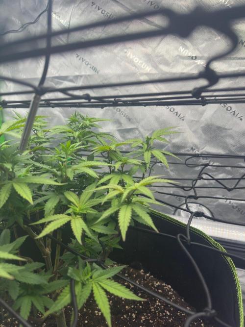 Mandarine Jam (Sensi Seeds). Week 9