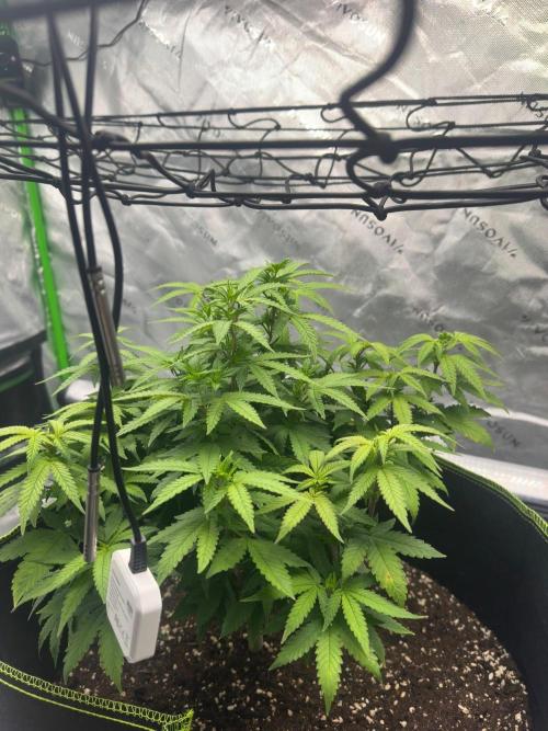 Mandarine Jam (Sensi Seeds). Week 8
