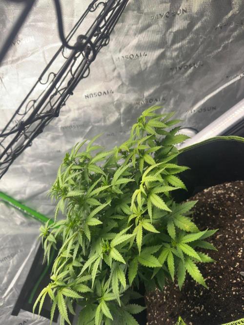 Mandarine Jam (Sensi Seeds). Week 8