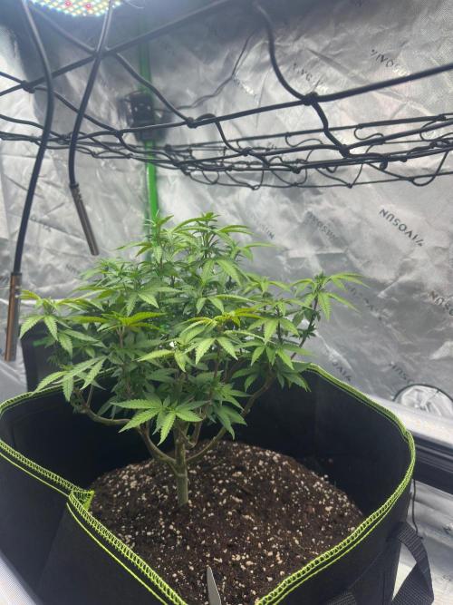 Mandarine Jam (Sensi Seeds). Week 8