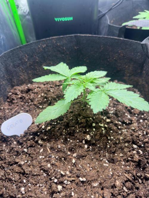 60cm x 60cm - Dessert Grow. Week 3