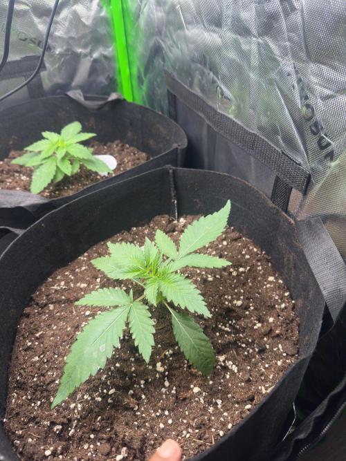 60cm x 60cm - Dessert Grow. Week 3