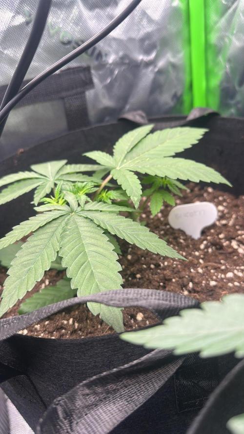 60cm x 60cm - Dessert Grow. Week 4