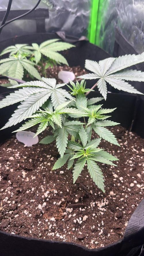 60cm x 60cm - Dessert Grow. Week 4