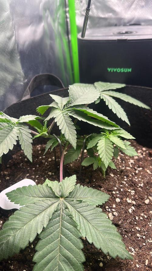 60cm x 60cm - Dessert Grow. Week 4