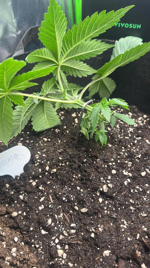 60cm x 60cm - Dessert Grow. Week 4
