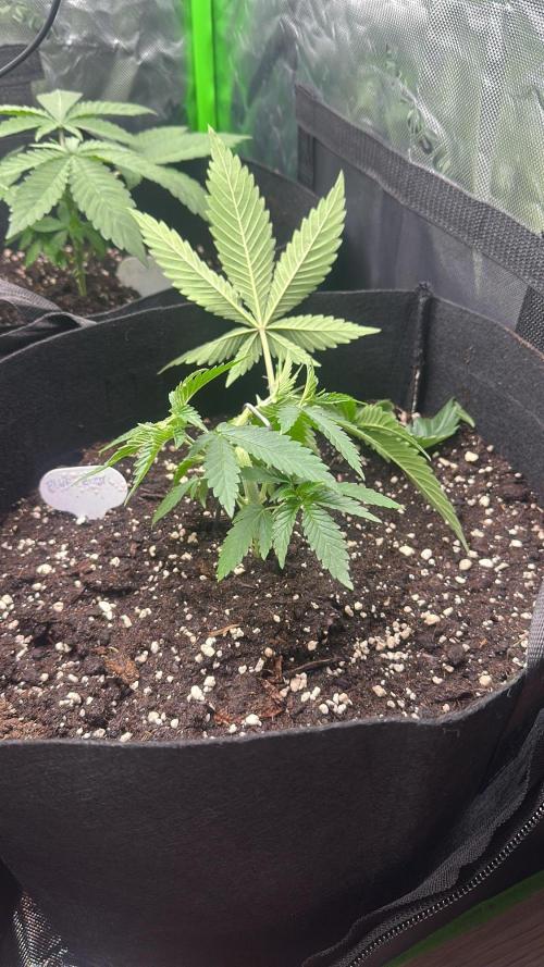 60cm x 60cm - Dessert Grow. Week 4