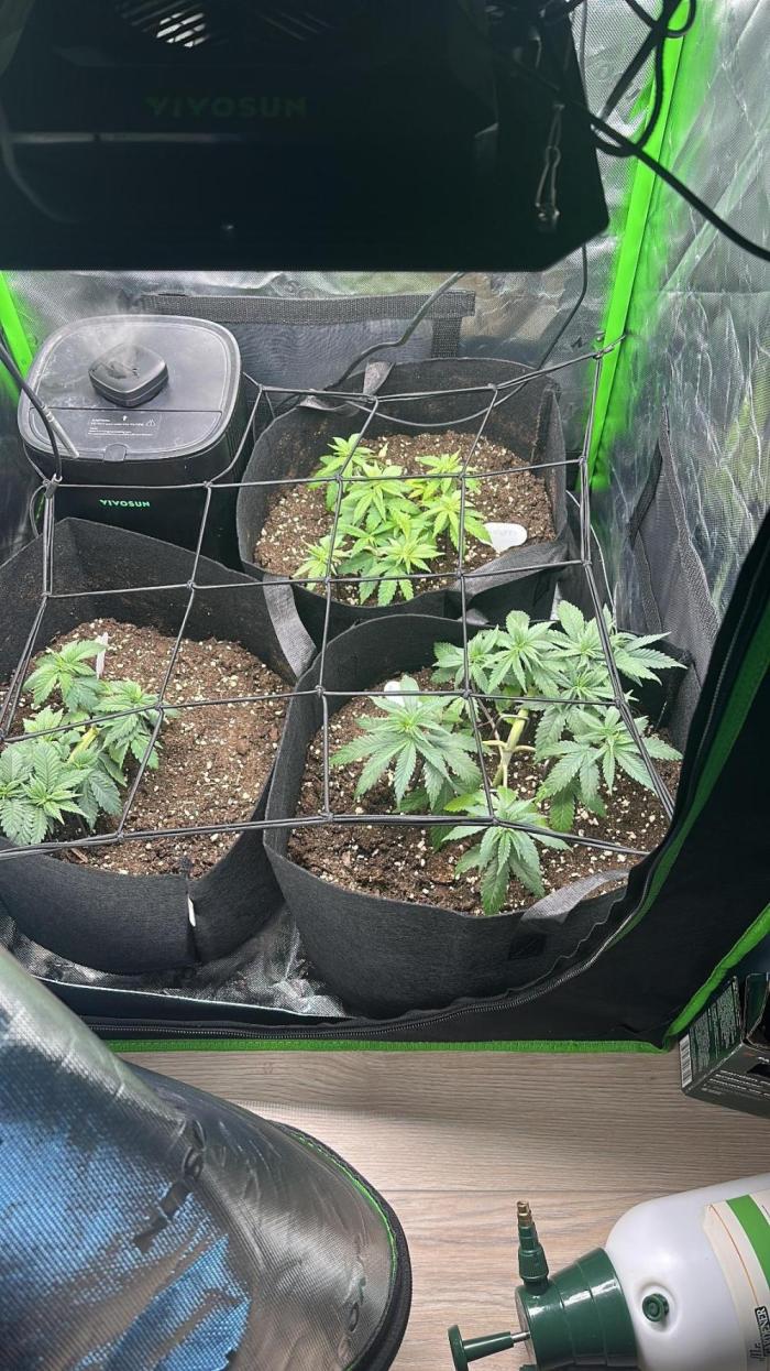 60cm x 60cm - Dessert Grow. Week 5