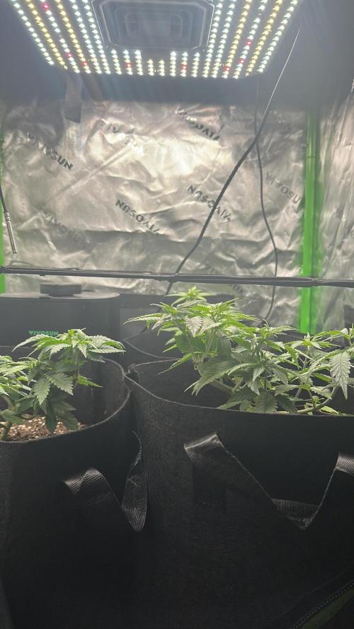 60cm x 60cm - Dessert Grow. Week 6